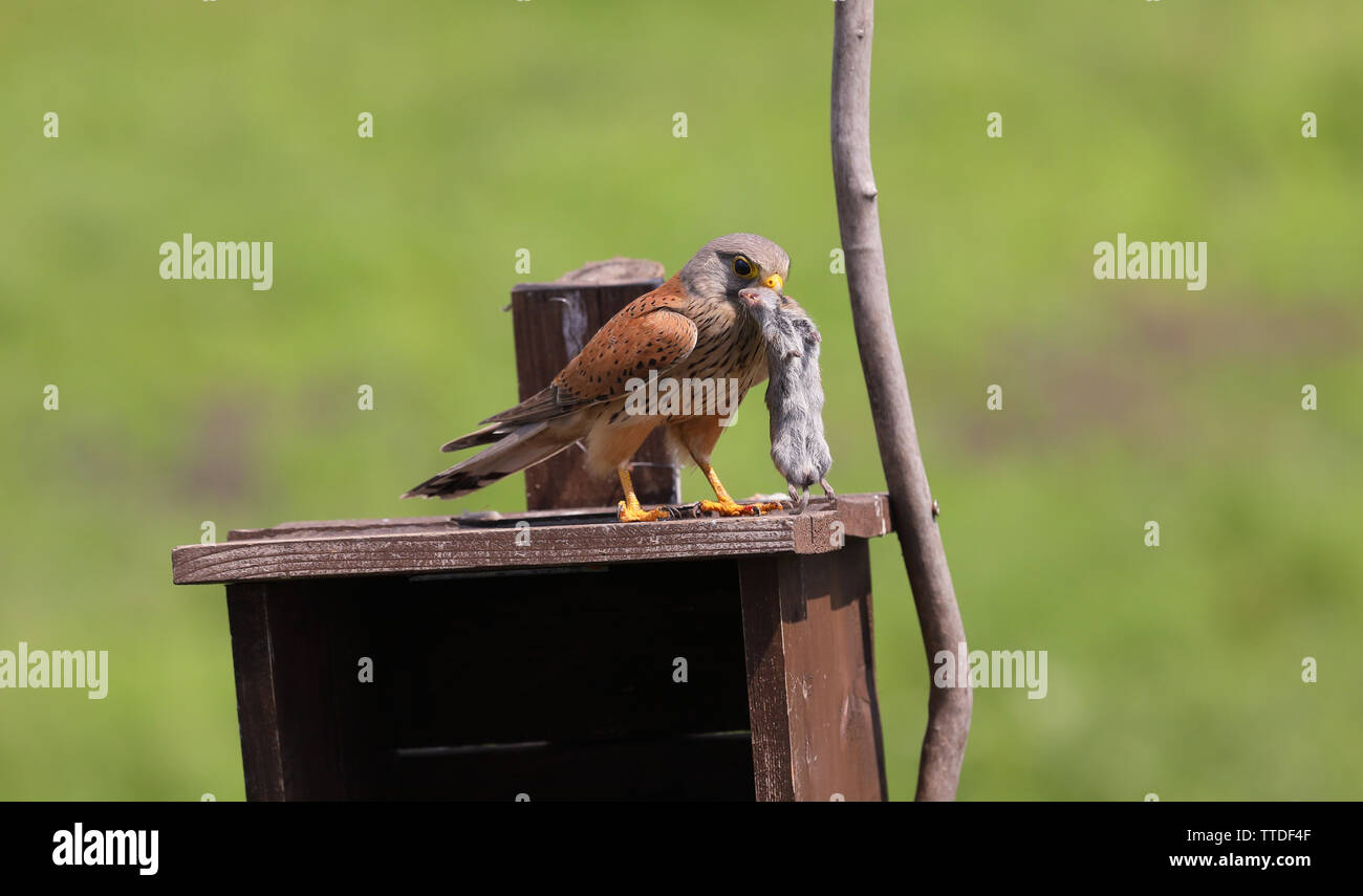 Common Kestrel (Falco tinnunculus) in beatbox with prey. Photographed in Hortobagy NP, Hungary Stock Photo