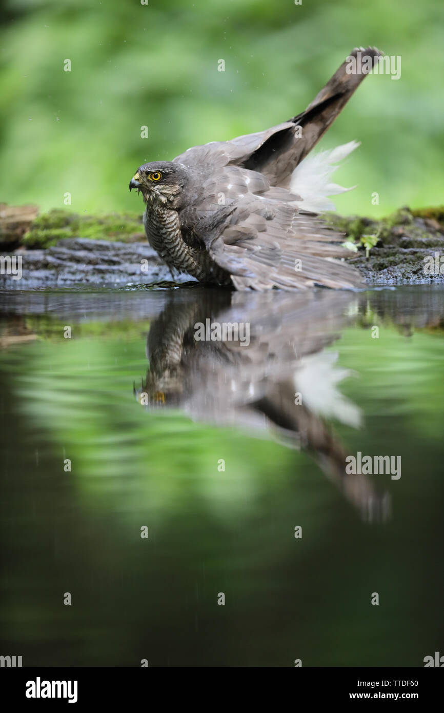 Eurasian sparrowhawk (Accipiter nisus) bathing. Photographed at Hortobagy NP, Hungary Stock Photo