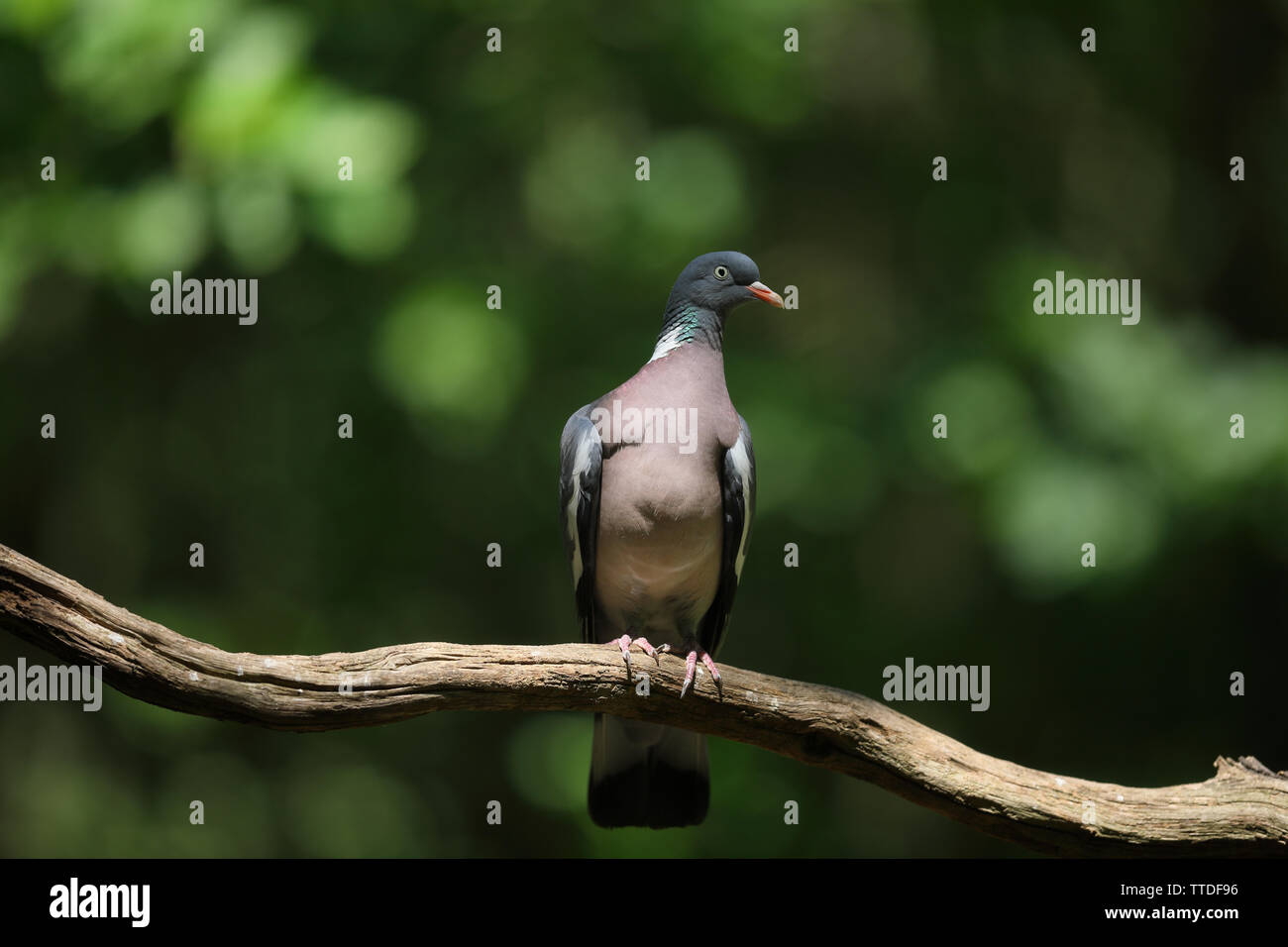 Common wood pigeon (Columba palumbus) photographed near Hortobagy NP in Hungary Stock Photo