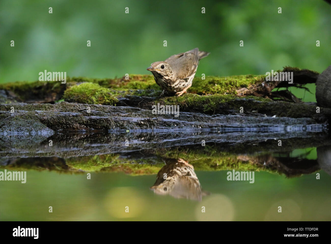 Song thrush (Turdus philomelos) photographed at Hortobagy NP, Hungary Stock Photo