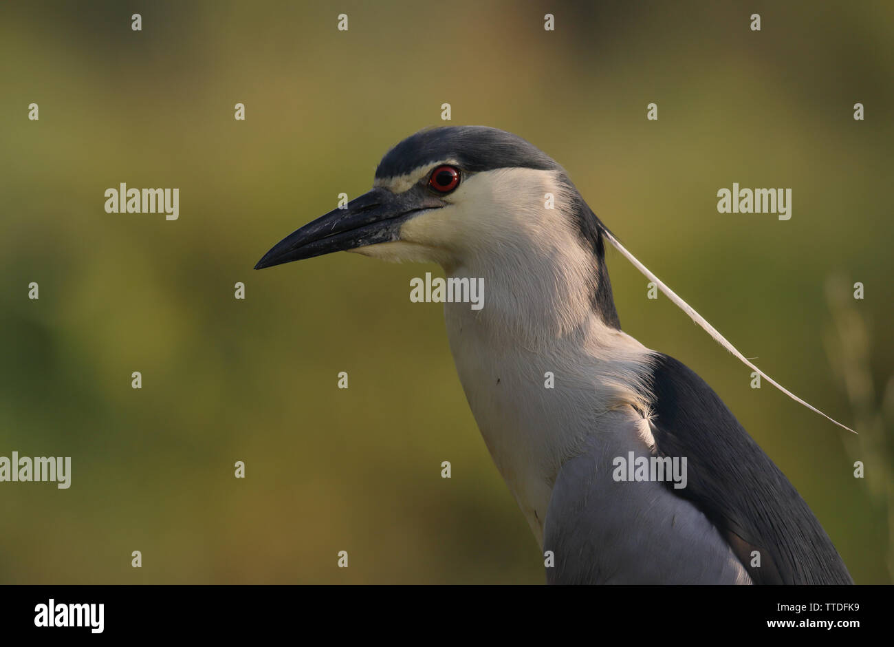 Portrait of Black-crowned night heron (Nycticorax nycticorax), photographed in Hortobagy NP, Hungary Stock Photo