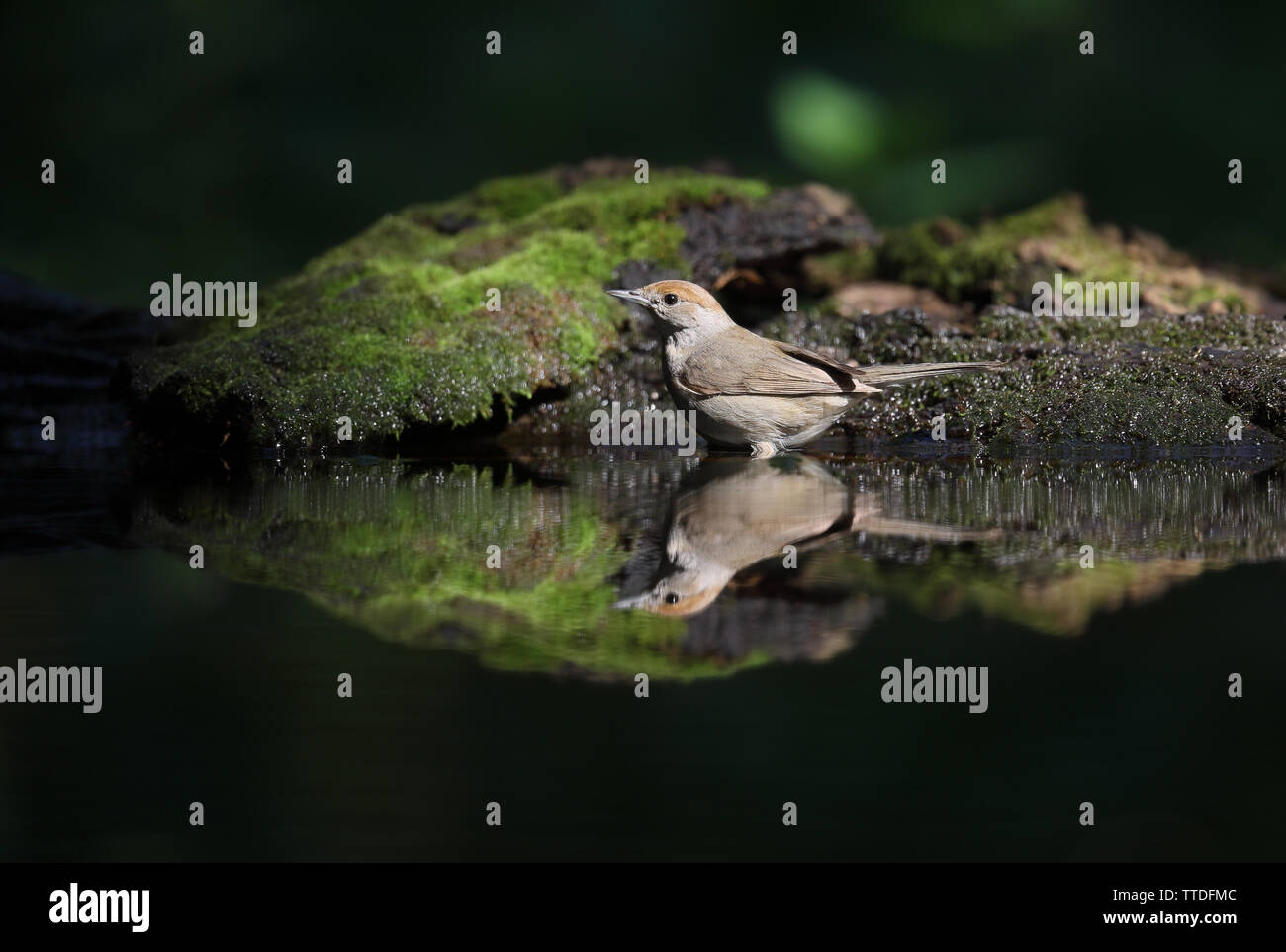Female Eurasian blackcap (Sylvia atricapilla) by pond in the forest at Hortobagy national park, Hungary. Stock Photo