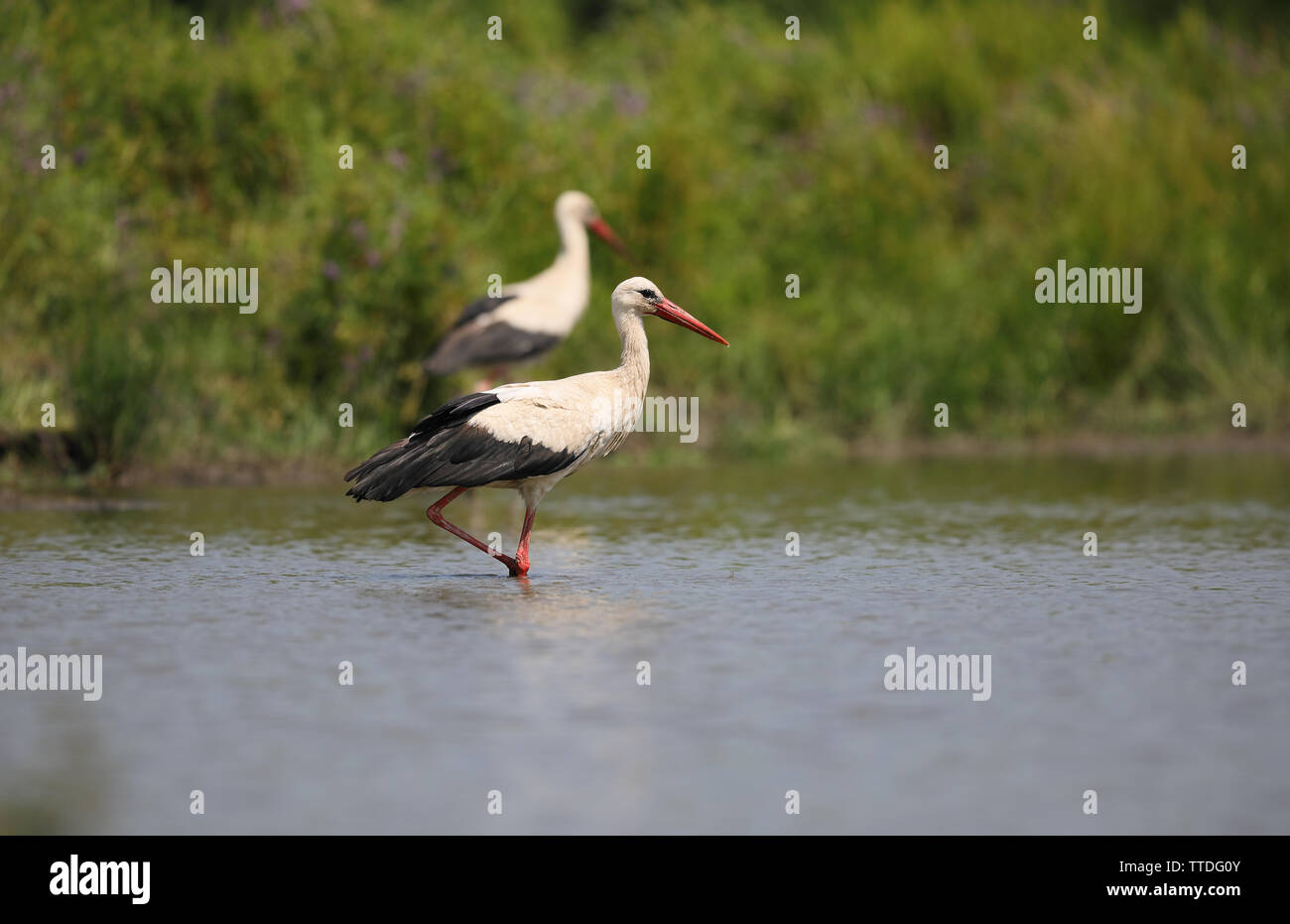 White stork (Ciconia ciconia) by a pond in Hortobagy National Park, Hungary Stock Photo