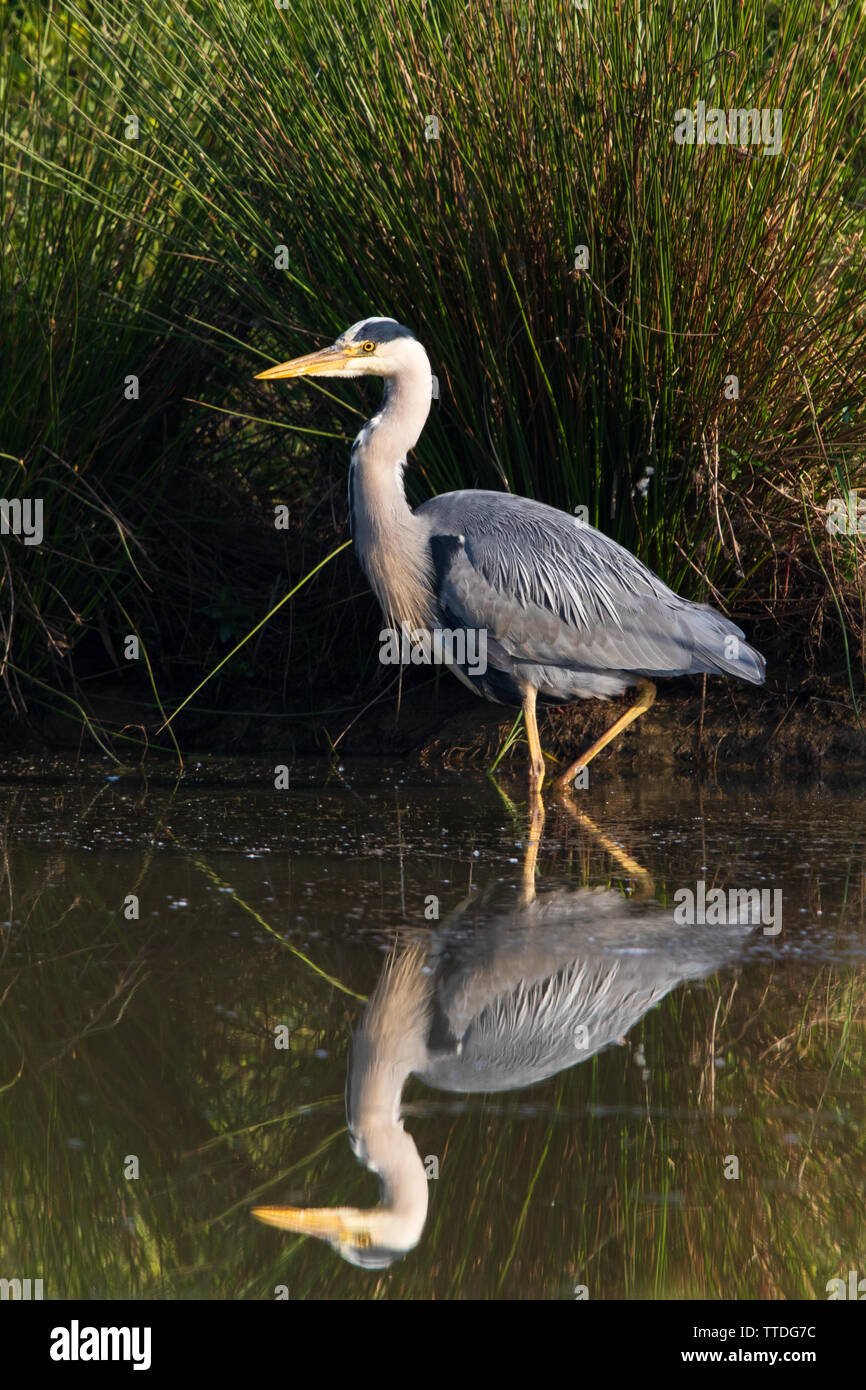 Grey Heron (Ardea cinerea) with a perfect reflection at the edge of a still lake with Sharp Rush (Juncus acutus) tussocks in a fan behind it Stock Photo