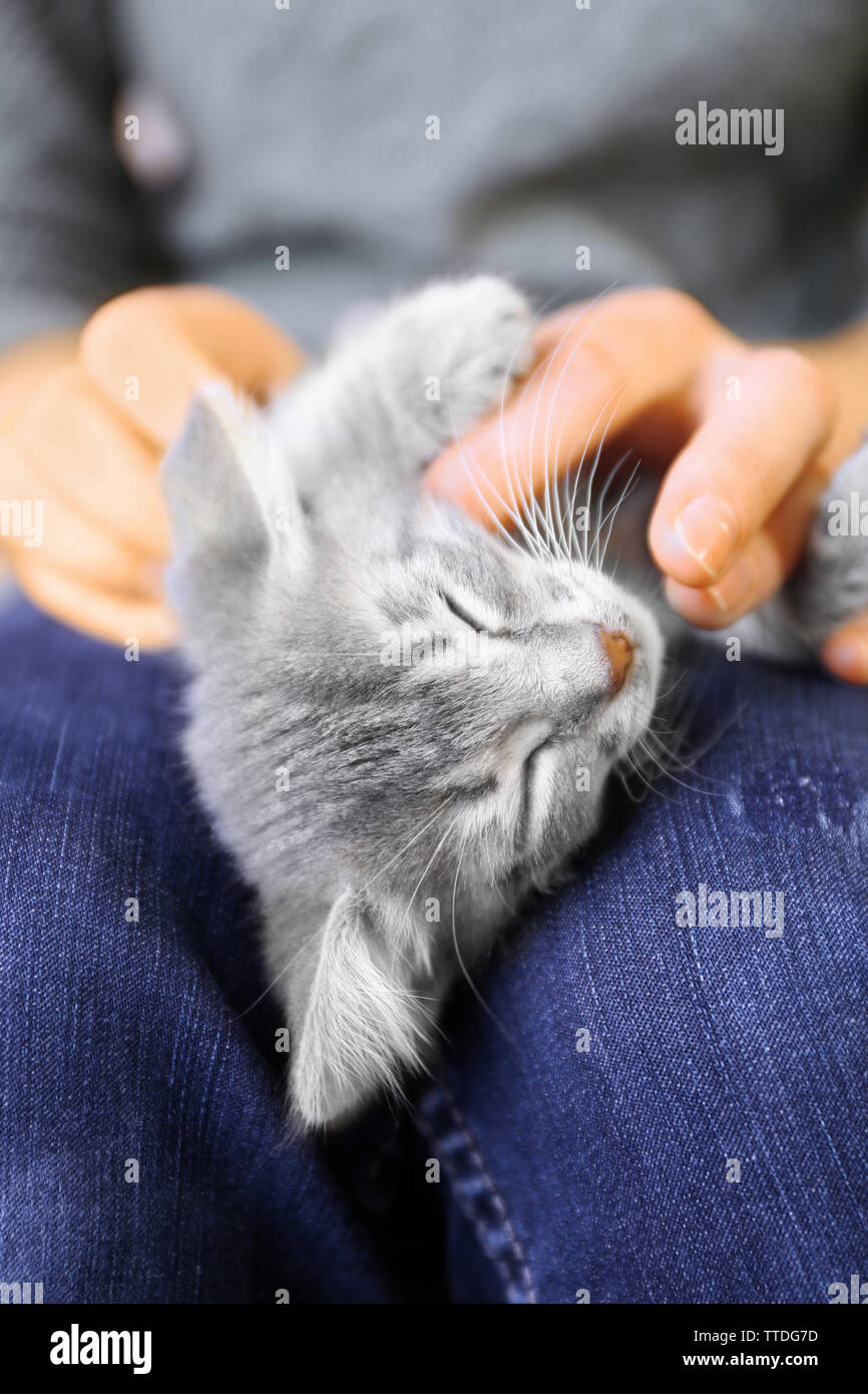 Cute little grey kitten sleeping on woman knees Stock Photo - Alamy