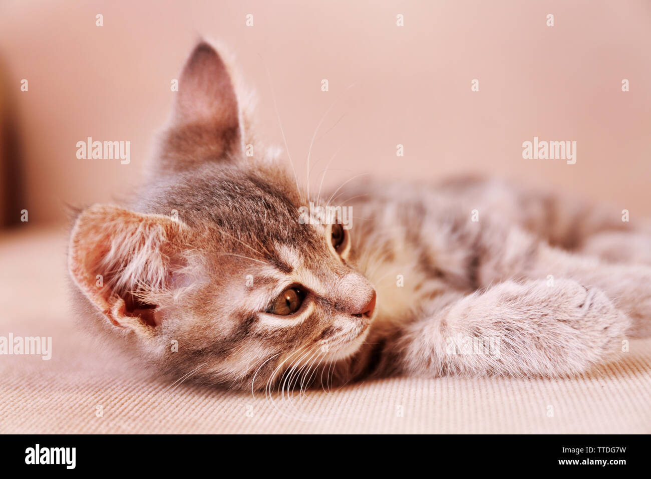 Cute little grey kitten lying on sofa Stock Photo - Alamy