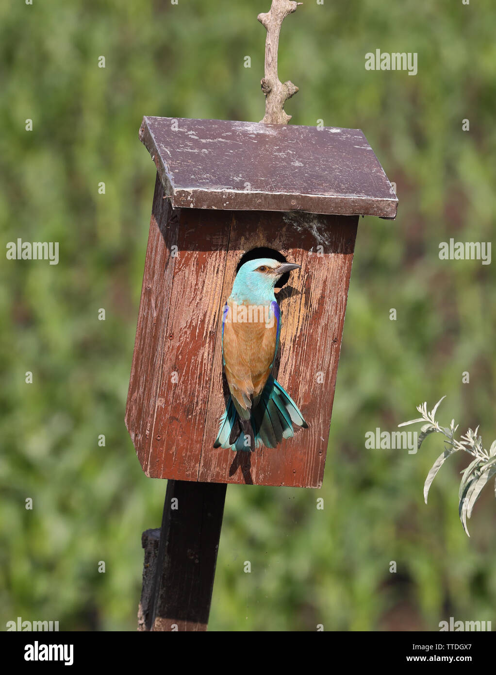 European Roller Coracias Garrulus At Nestbox Photographed At European Roller Coracias Garrulus At Nestbox Photographed At
