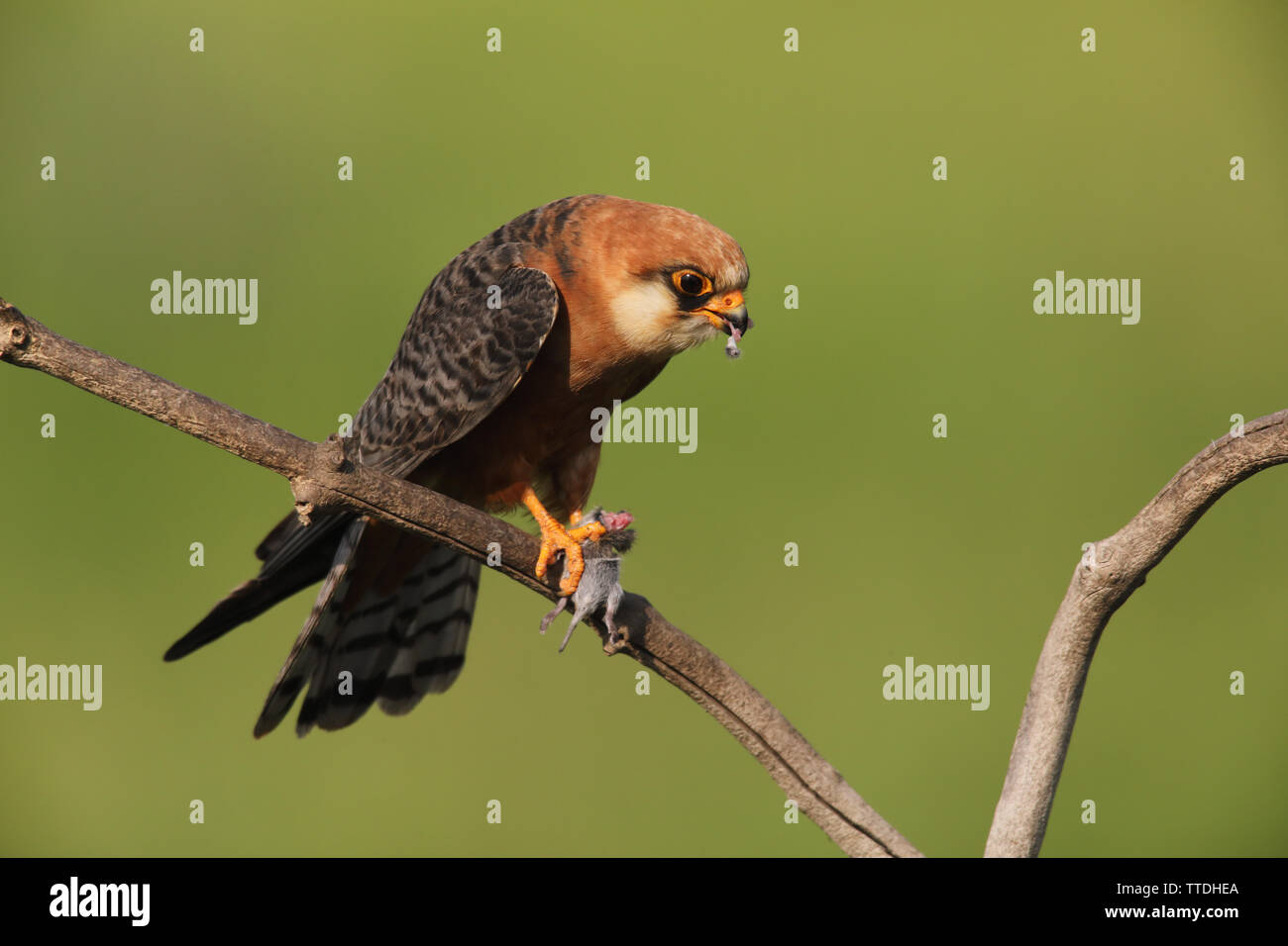 Female  Red-footed falcon (Falco vespertinus) with prey (a mouse). Photographed at Hortobagy, Hungary Stock Photo
