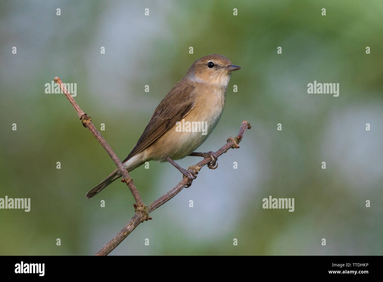 Garden Warbler (Sylvia borin Stock Photo Alamy
