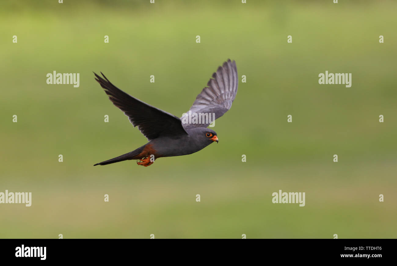 Male Red-footed falcon (Falco vespertinus) in flight. The species is listed as Near Threatened on the IUCN Red List. Photographed in Hortobagy, HU Stock Photo