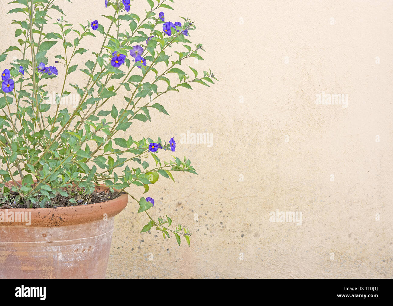 Purple yellow lyciantes flower on branches with green leaves in terracotta pot background copy space. Stock Photo