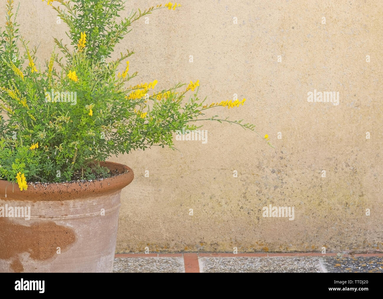 Yellow broom genista flowers on branches with green leaves in terracotta pot background copy space. Stock Photo
