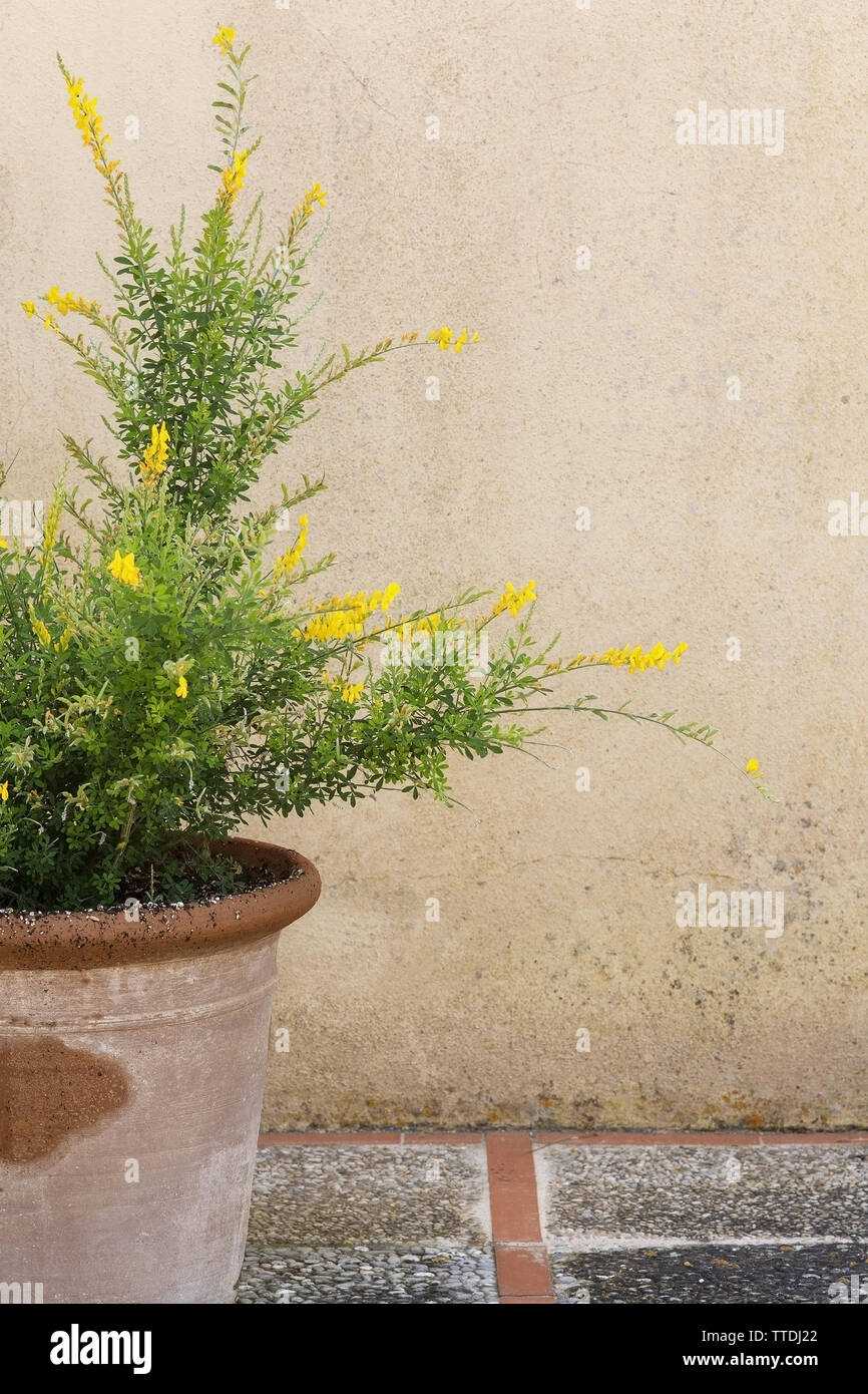 Yellow broom genista flowers on branches with green leaves in terracotta pot background copy space. Stock Photo