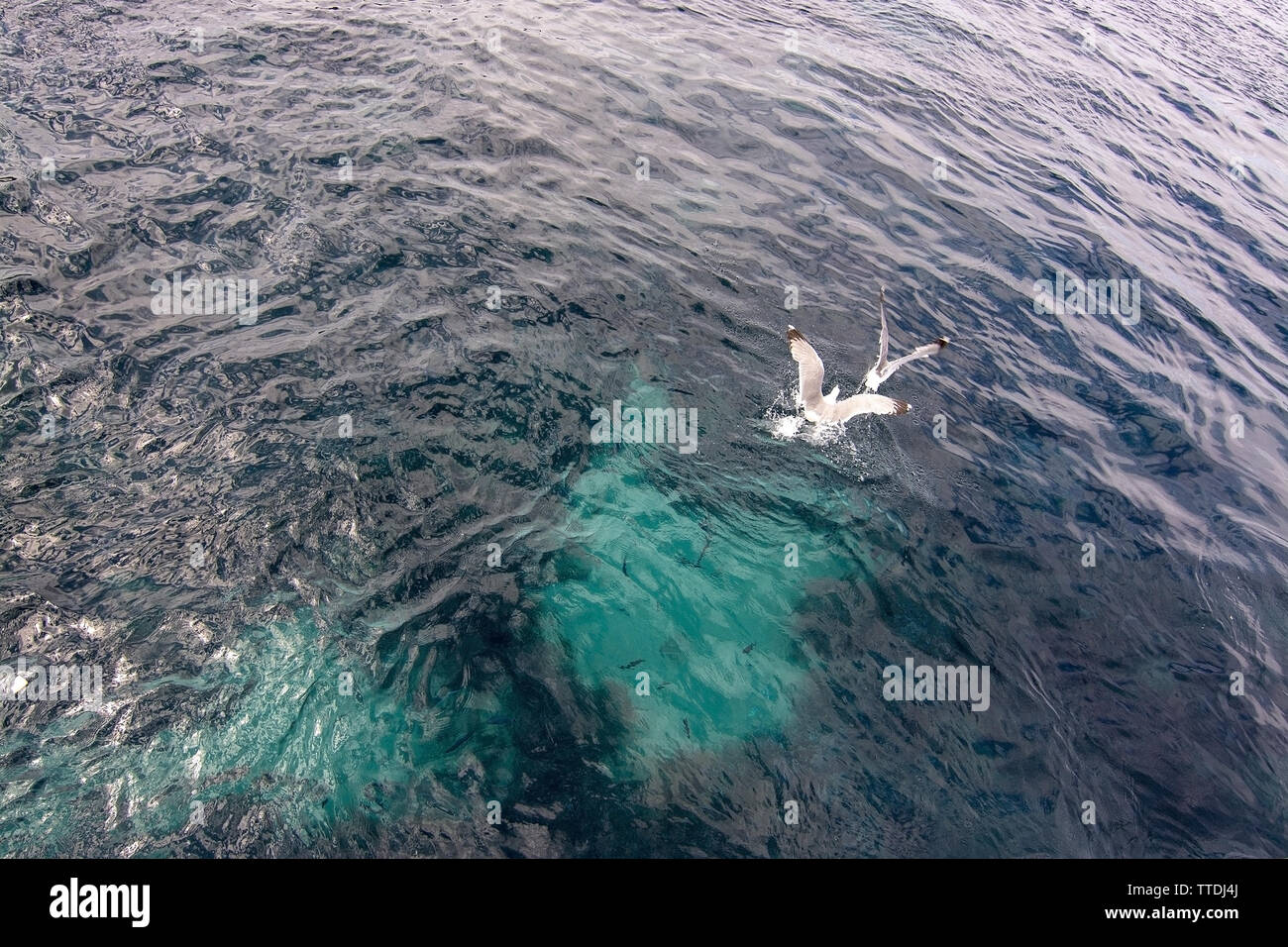Seagulls hunting for fish visible in clear Mediterranean azure water outside Mallorca coast closeup. Stock Photo