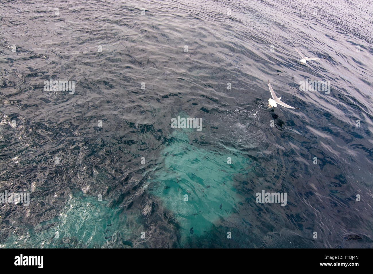 Seagulls hunting for fish visible in clear Mediterranean azure water outside Mallorca coast closeup. Stock Photo