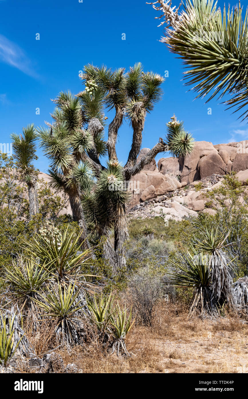 Joshua trees (Yucca brevifolia) in Joshua Tree National Park, Southern