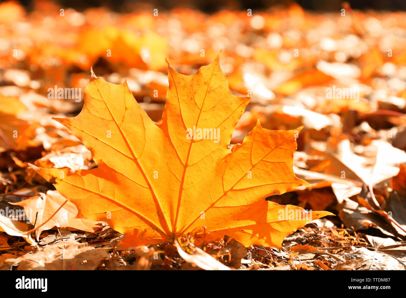 Golden autumn leaves on the ground, close up Stock Photo - Alamy
