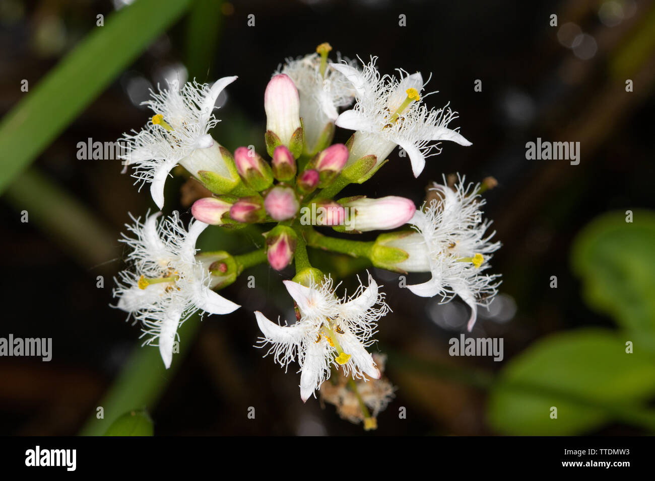 Bogbean (Menyanthes trifoliata) flowers Stock Photo