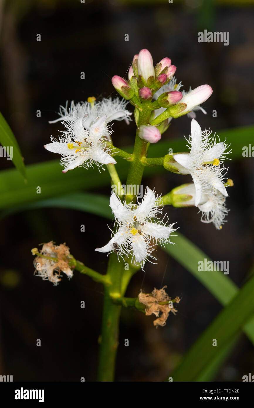 Bogbean (Menyanthes trifoliata) flowers Stock Photo