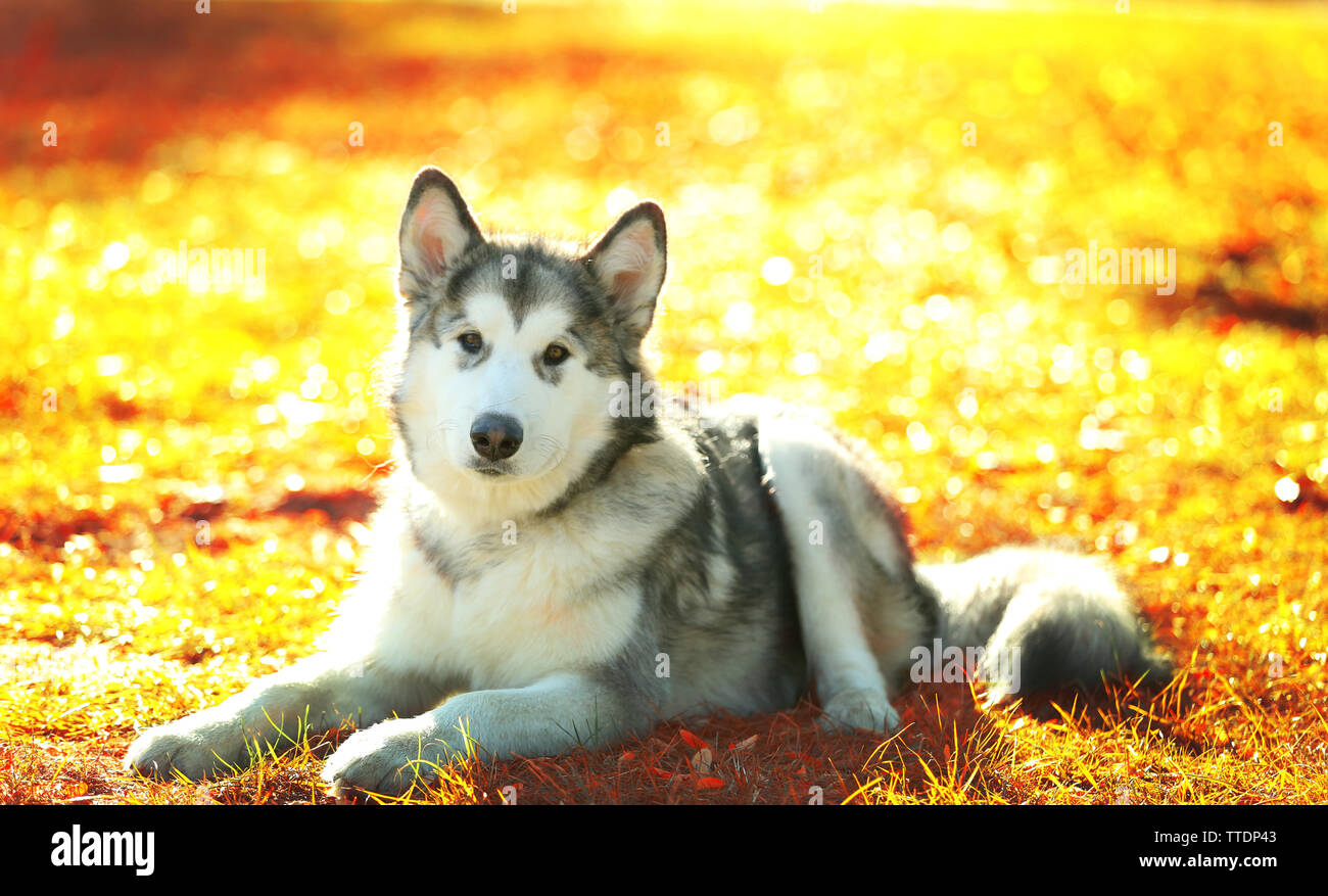 Alaskan Malamute in park Stock Photo Alamy