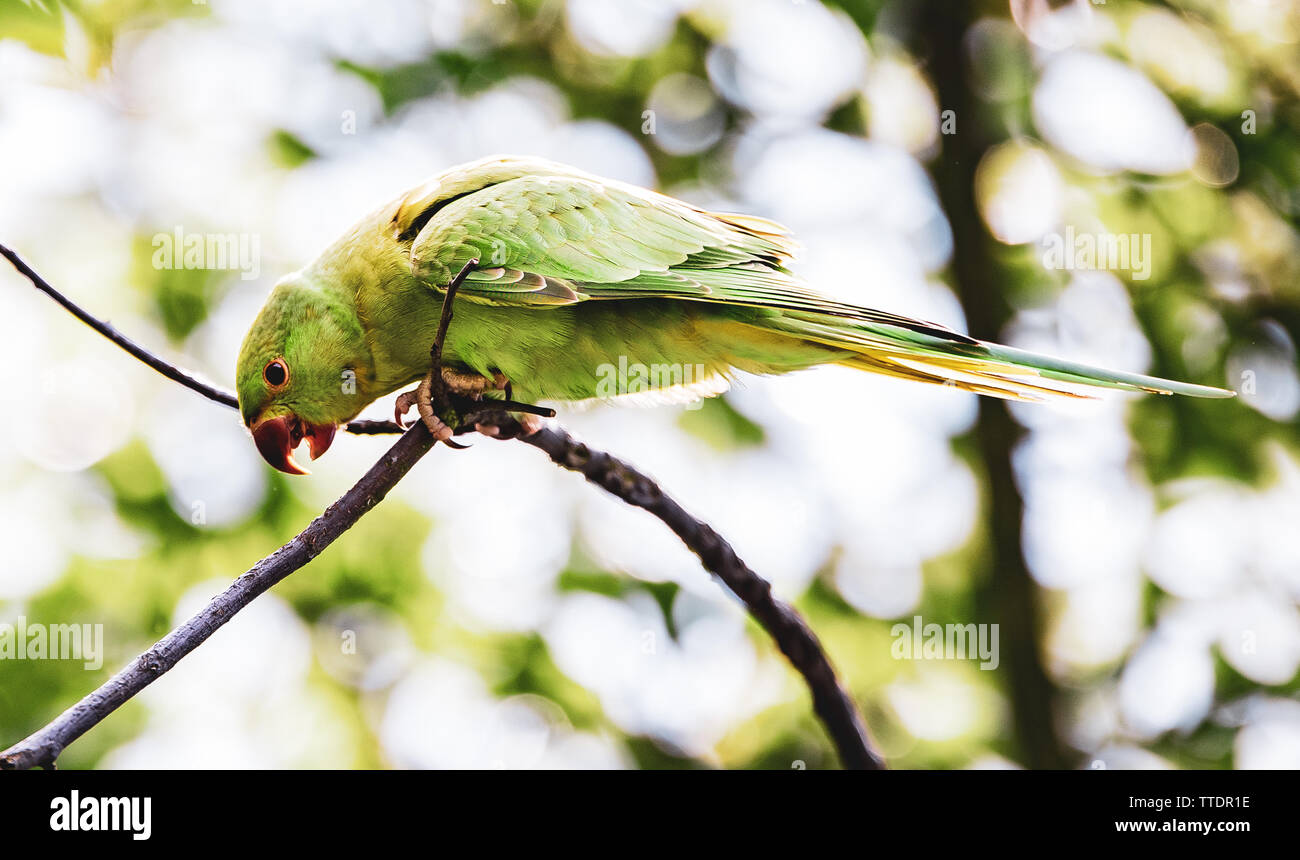 Venla High Resolution Stock Photography and Images - Alamy