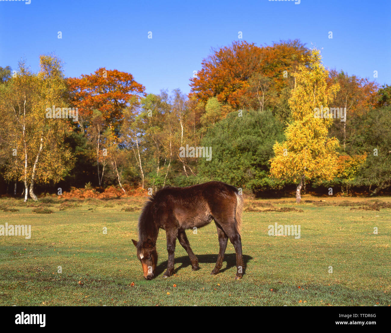 New Forest Pony in autumn, New Forest National Park, Hampshire, England, United Kingdom Stock Photo