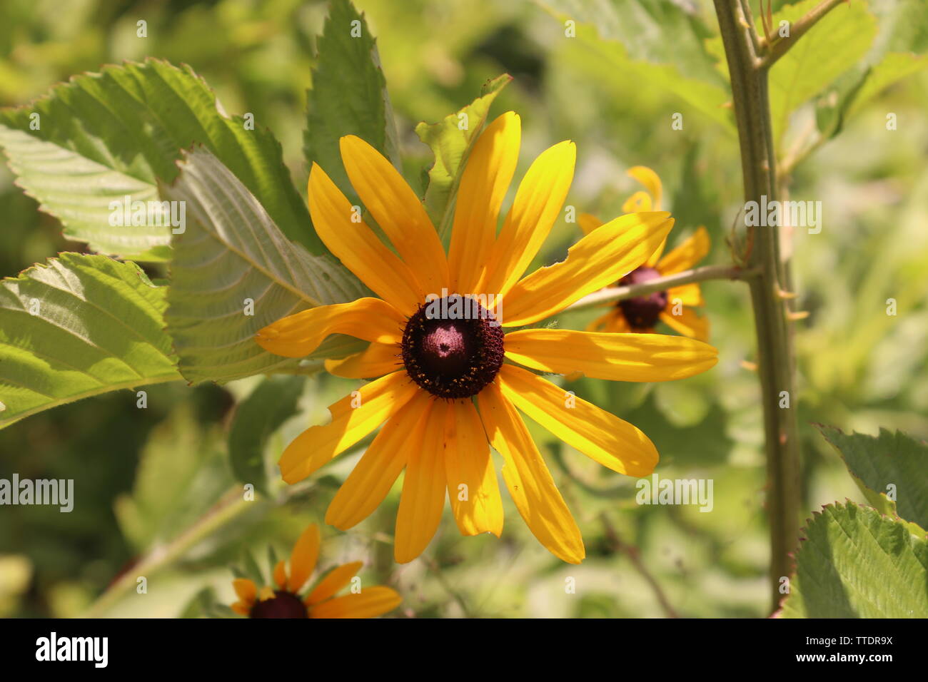 Black eyed susans hi-res stock photography and images - Alamy