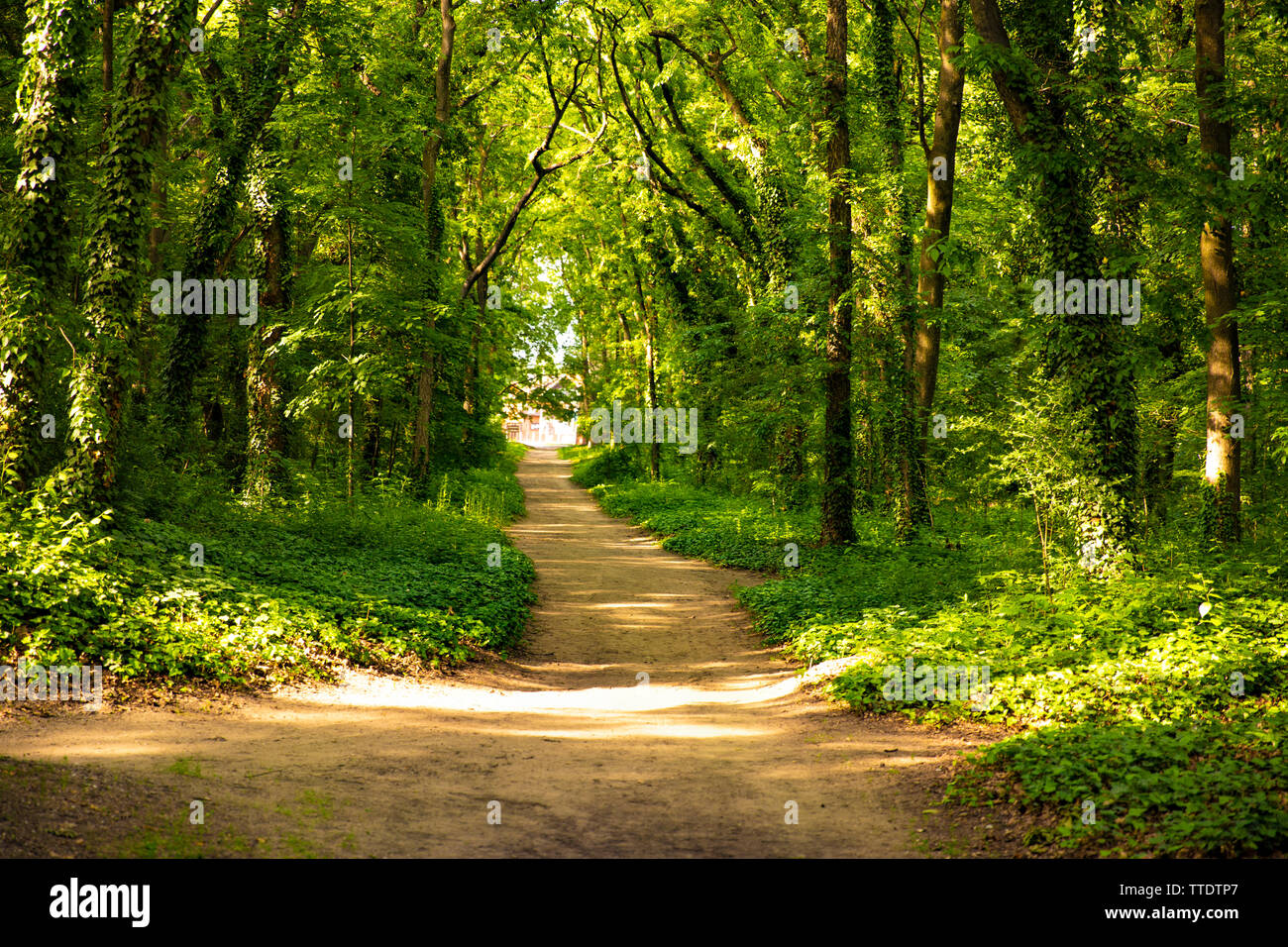 forest, path, nature, landscape, tree, green, road, trail, beautiful, love, outdoor, child, environment, summer, home, family, background, meadow, hea Stock Photo