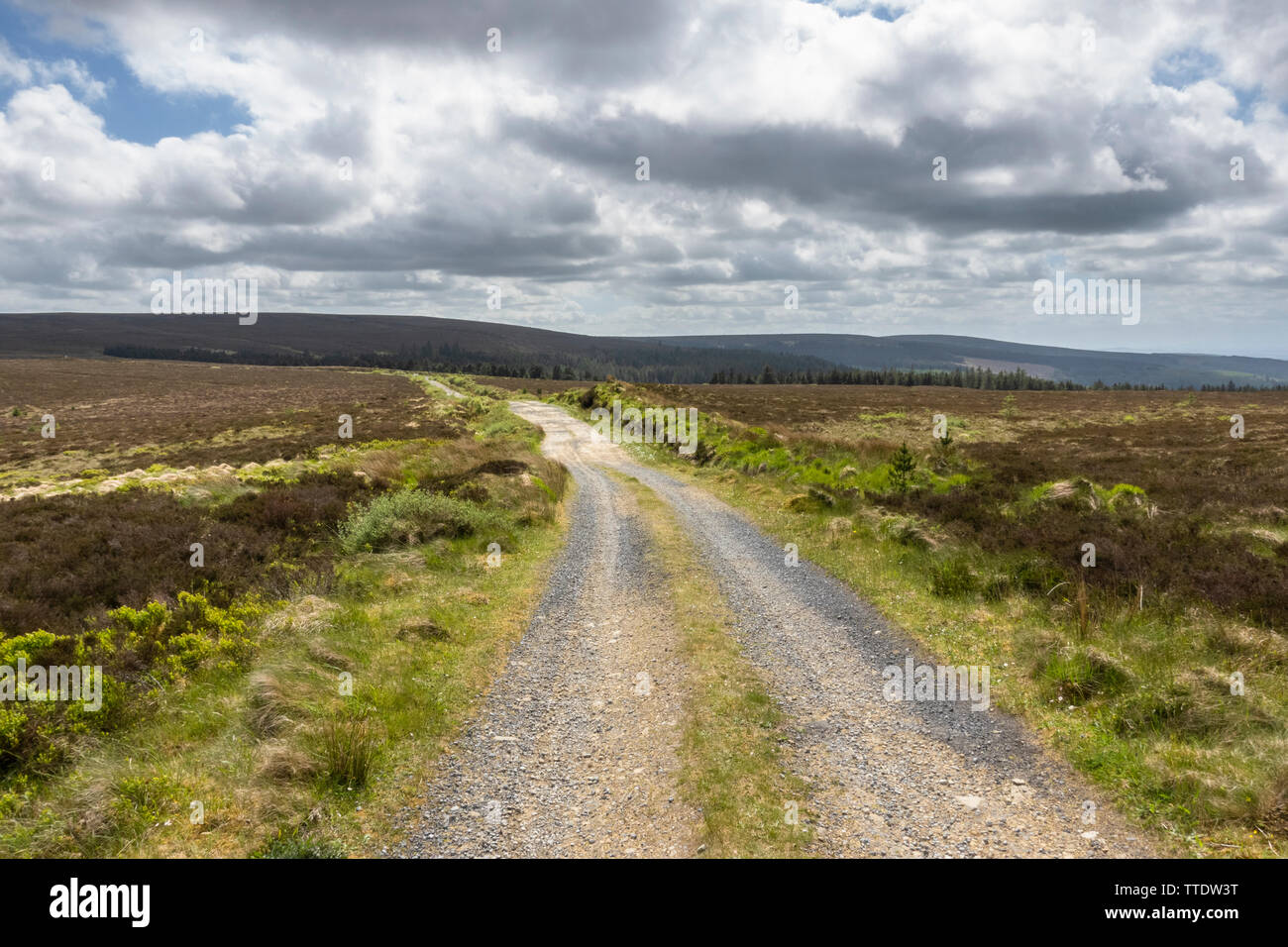 Track across bog and heathland on top of Wolftrap Mountain, Slieve Bloom Mountains, County Offaly, Ireland Stock Photo