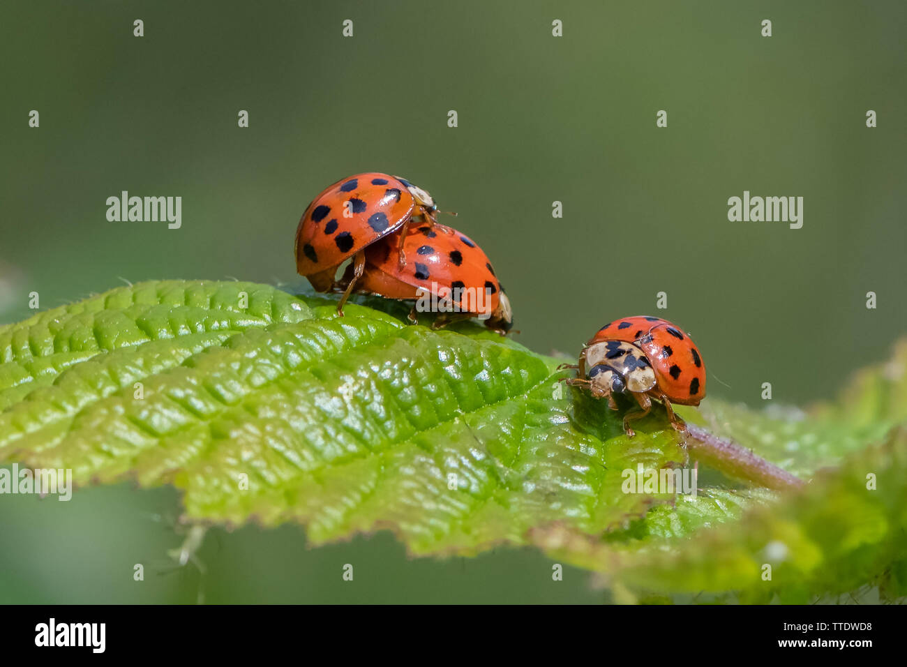 Harlequin ladybird ( Harmonia axyridis) mating. Stock Photo
