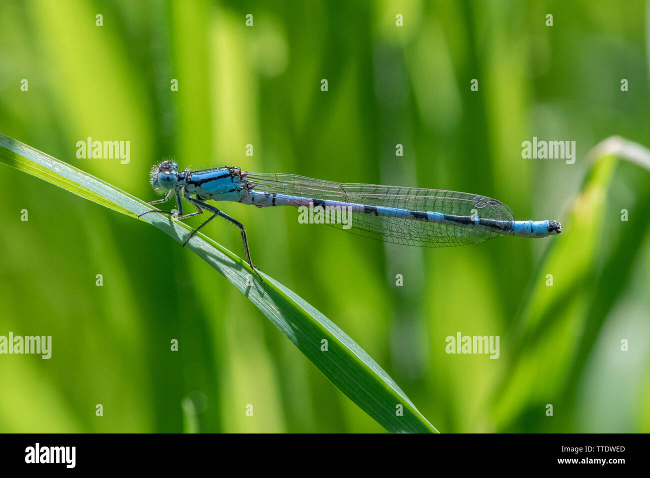 Male Azure Damselfly (Coenagrion puella Stock Photo - Alamy