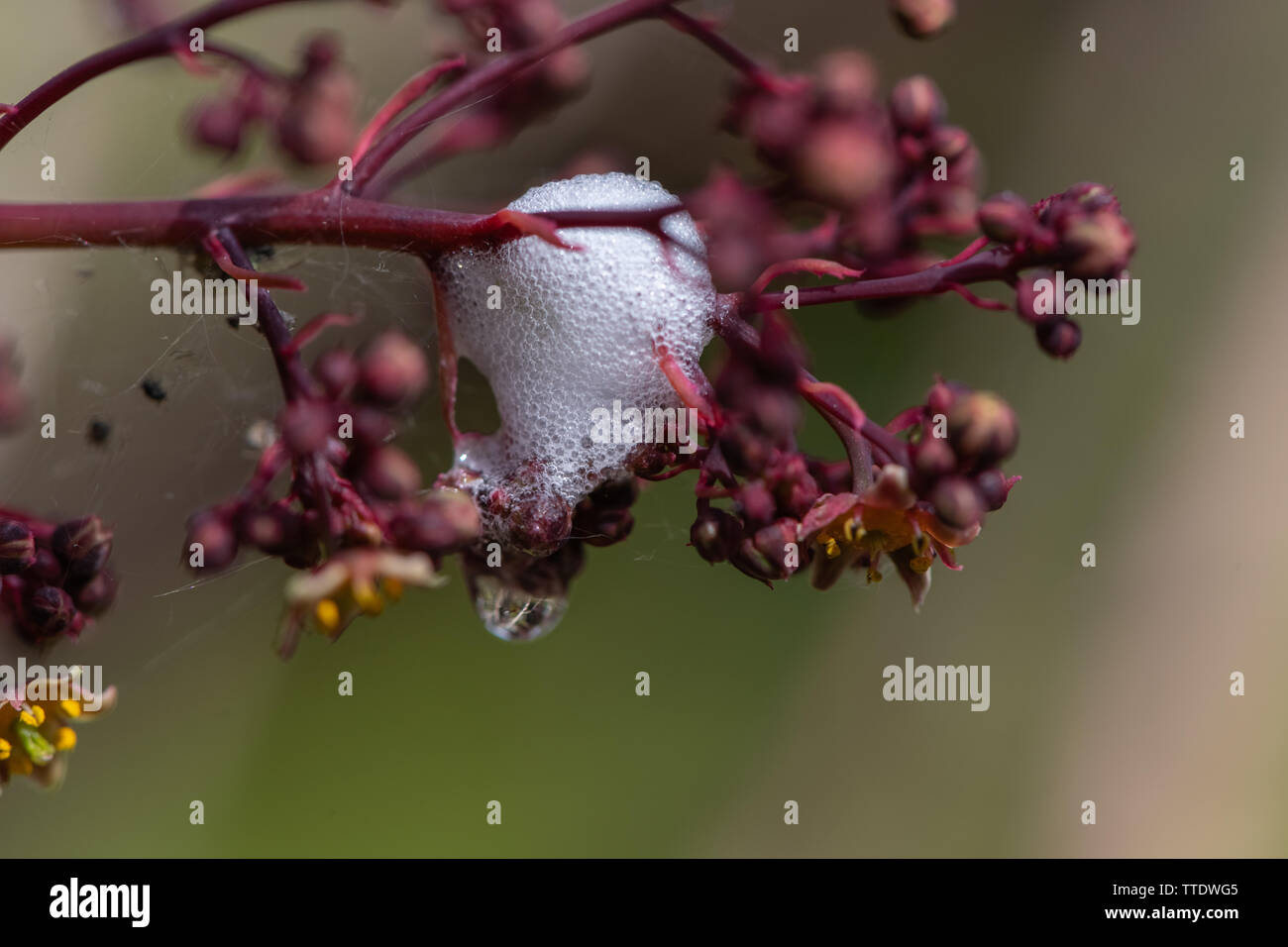 Foam on leaves hires stock photography and images Alamy