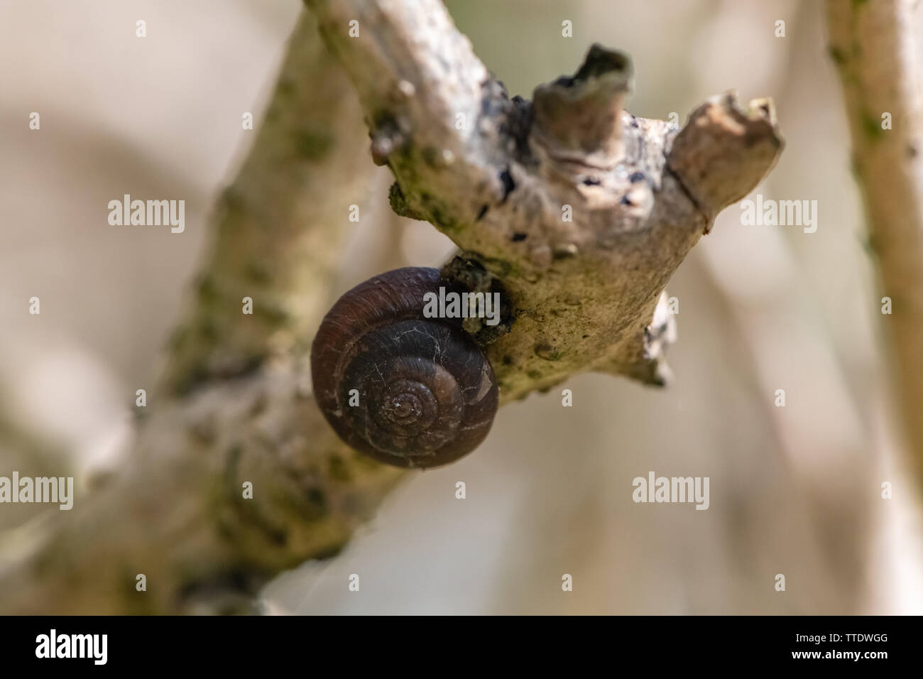 Inside a snail shell hi-res stock photography and images - Alamy