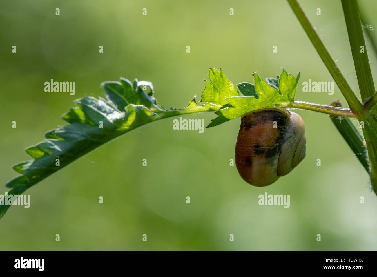 Snail on a leaf Stock Photo