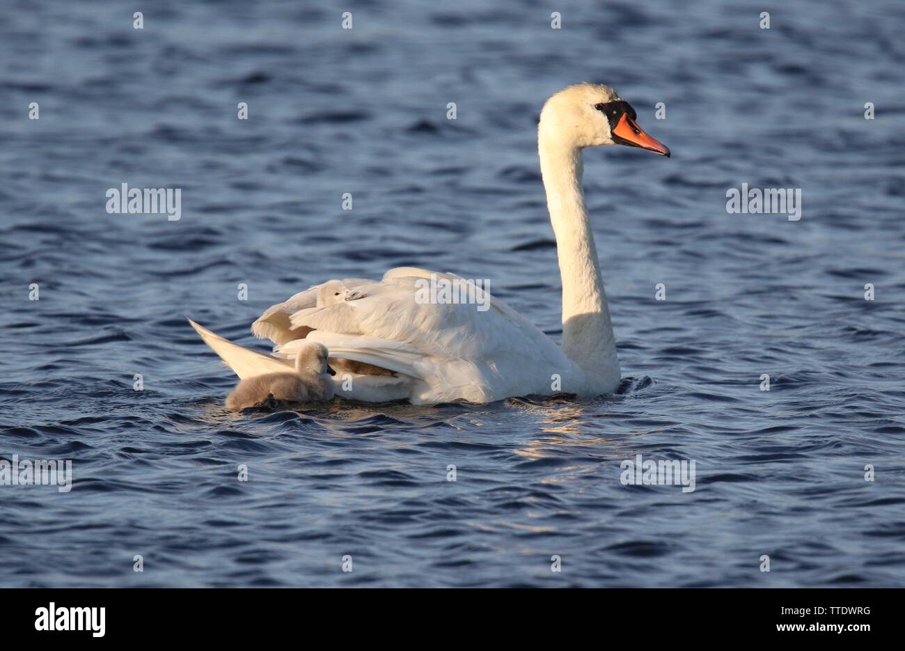 A mother mute swan Cygnus olor carrying tired cygnets on it's back Stock Photo