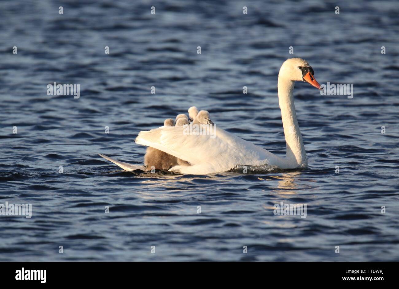 A mother mute swan Cygnus olor carrying tired cygnets on it's back Stock Photo