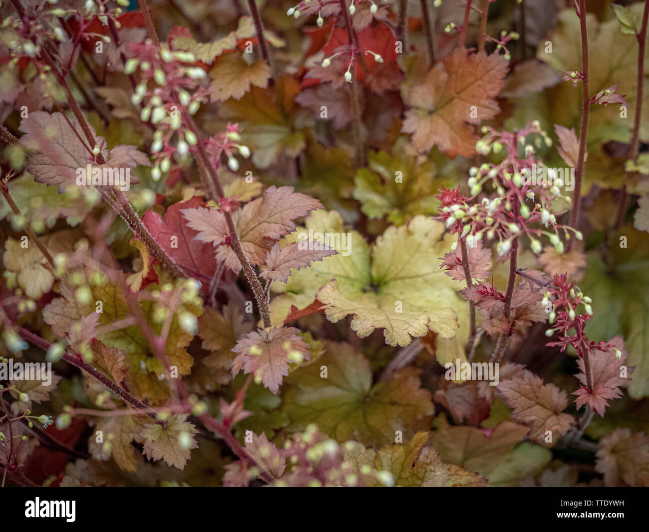 Heuchera 'Orange Berry' Stock Photo