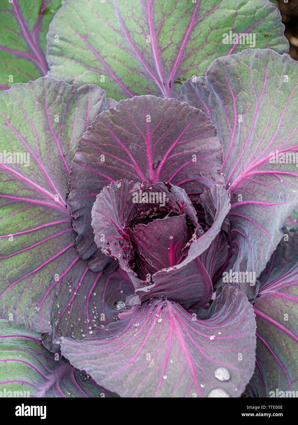 Cabbage Red Pointed Stock Photo