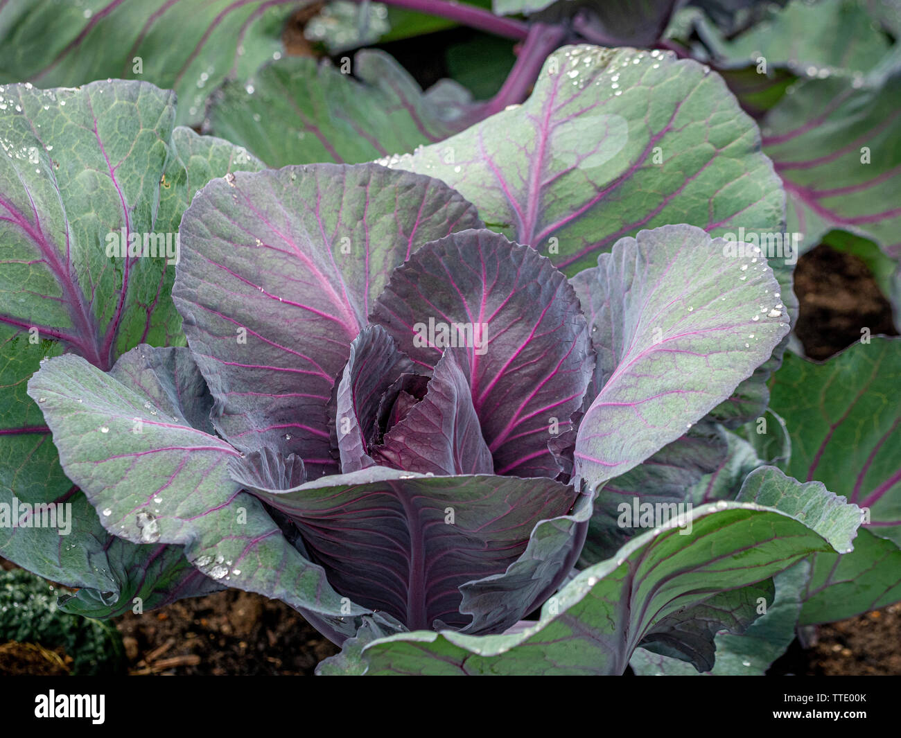 Cabbage Red Pointed Stock Photo