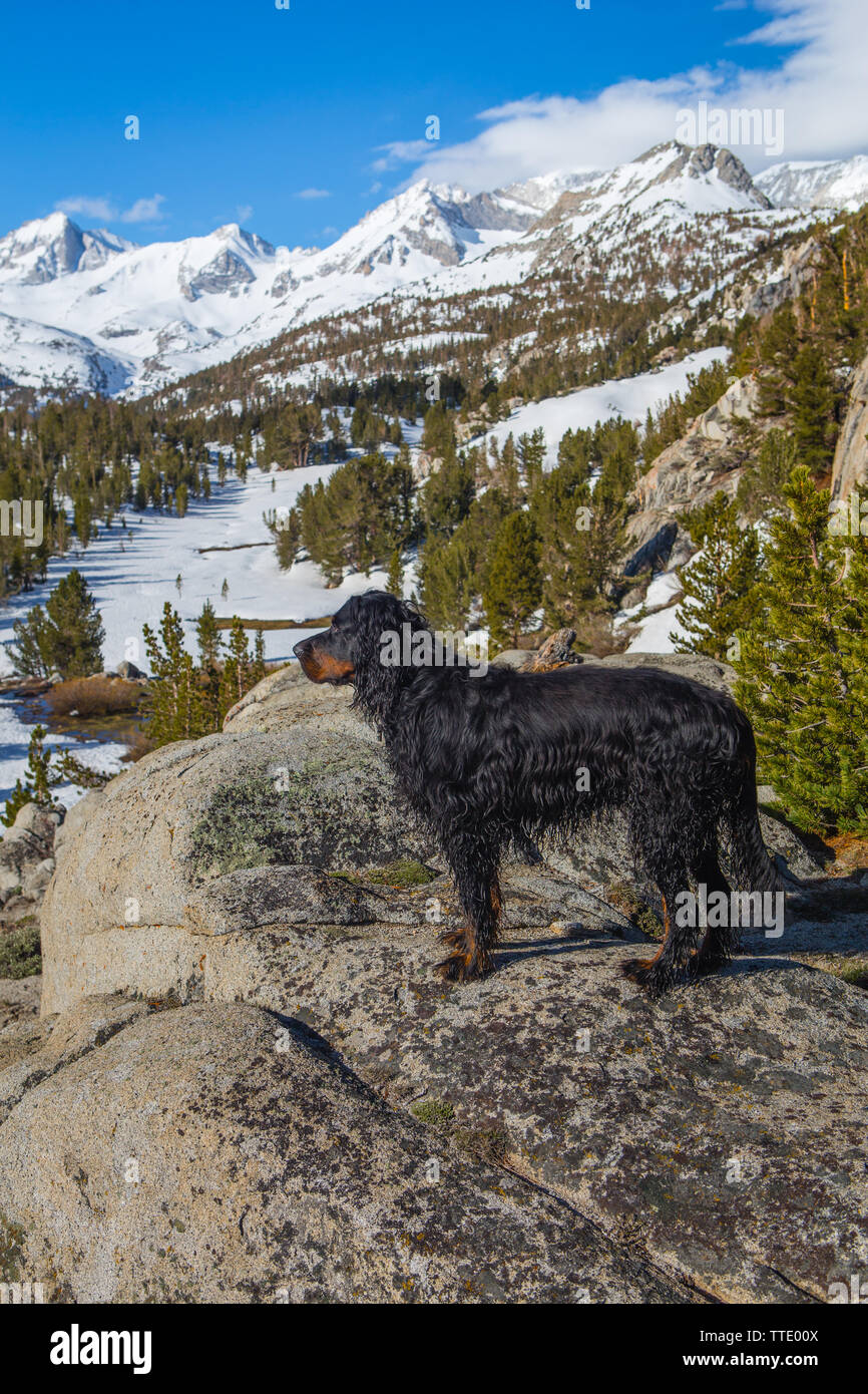 Snow Capped Mountains Dog High Resolution Stock Photography And Images Alamy Snow Capped Mountains Dog High Resolution Stock Photography And Images Alamy