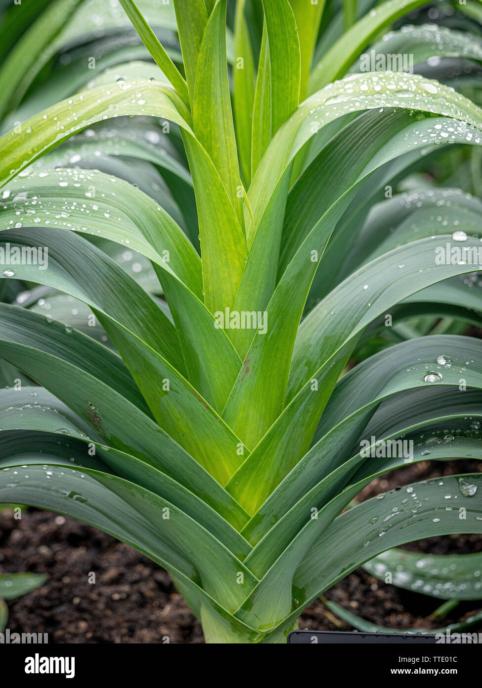 Leeks Plot Leek vegetable plot hi-res stock photography and images - Alamy