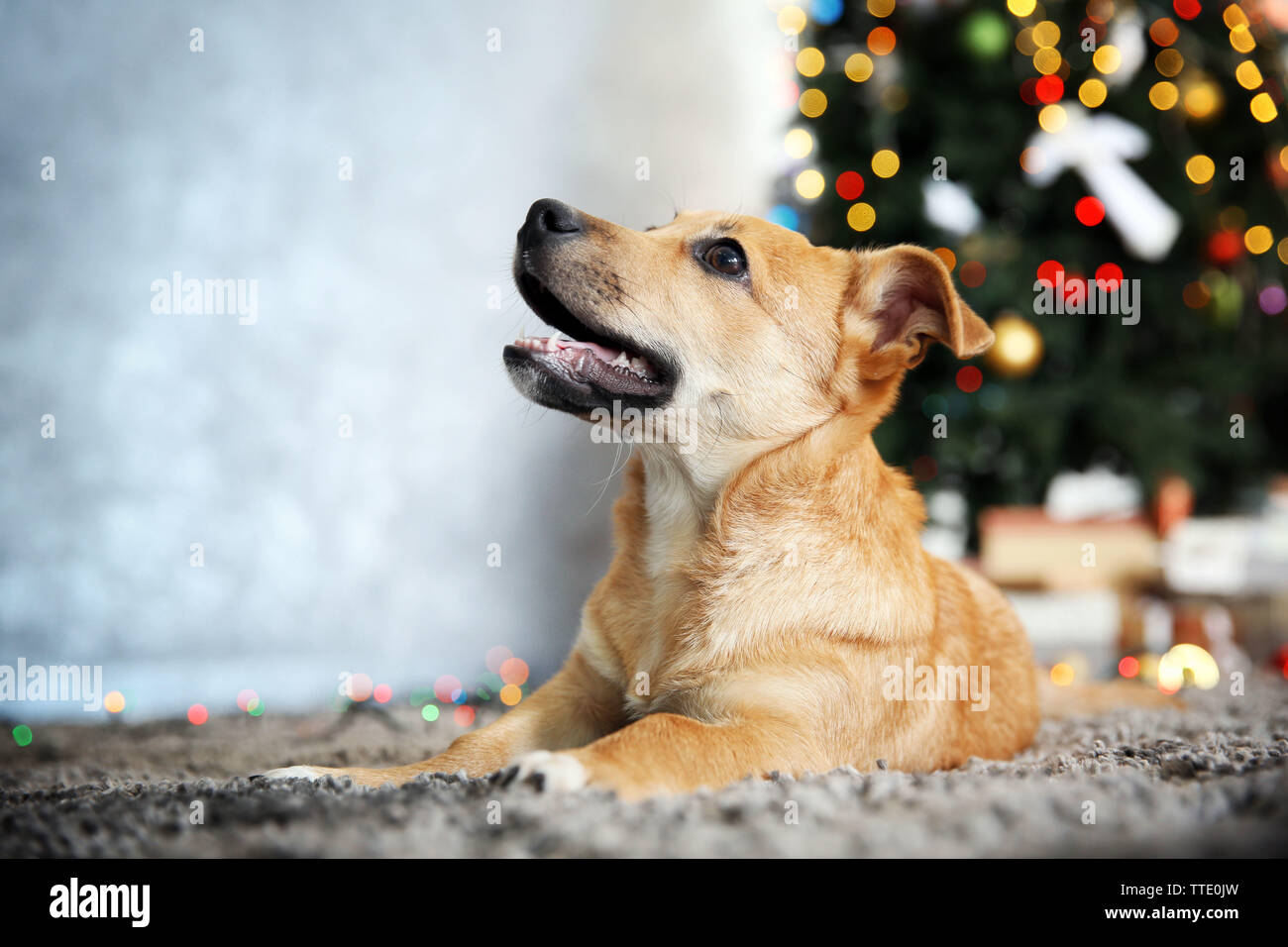Small cute funny dog laying at carpet on Christmas tree background ...