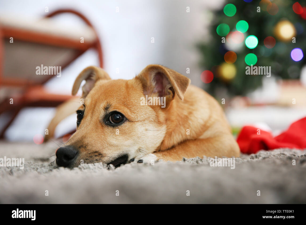 Small cute funny dog laying at carpet with Santa hat on Christmas tree background Stock Photo
