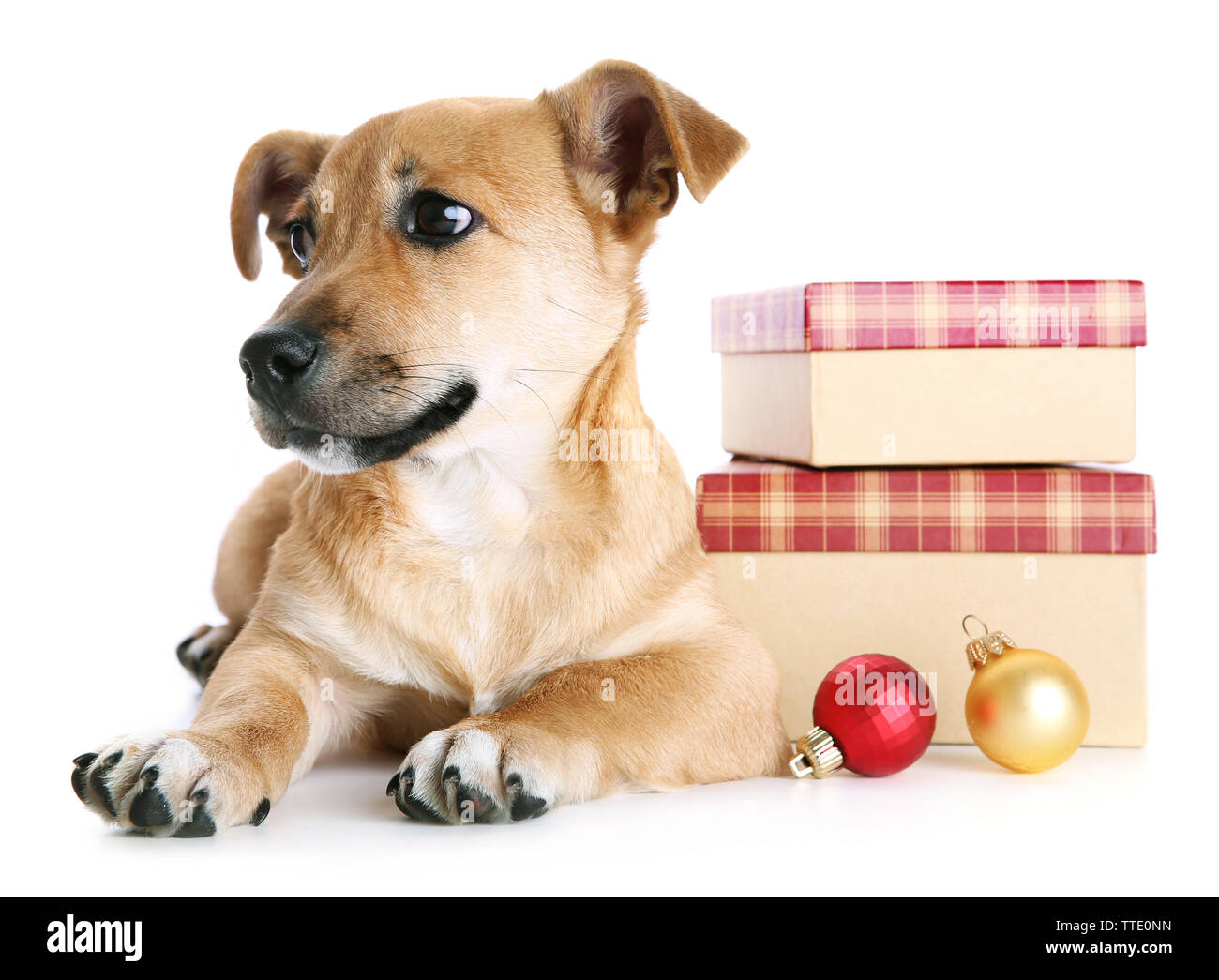 christmas toys for small dogs