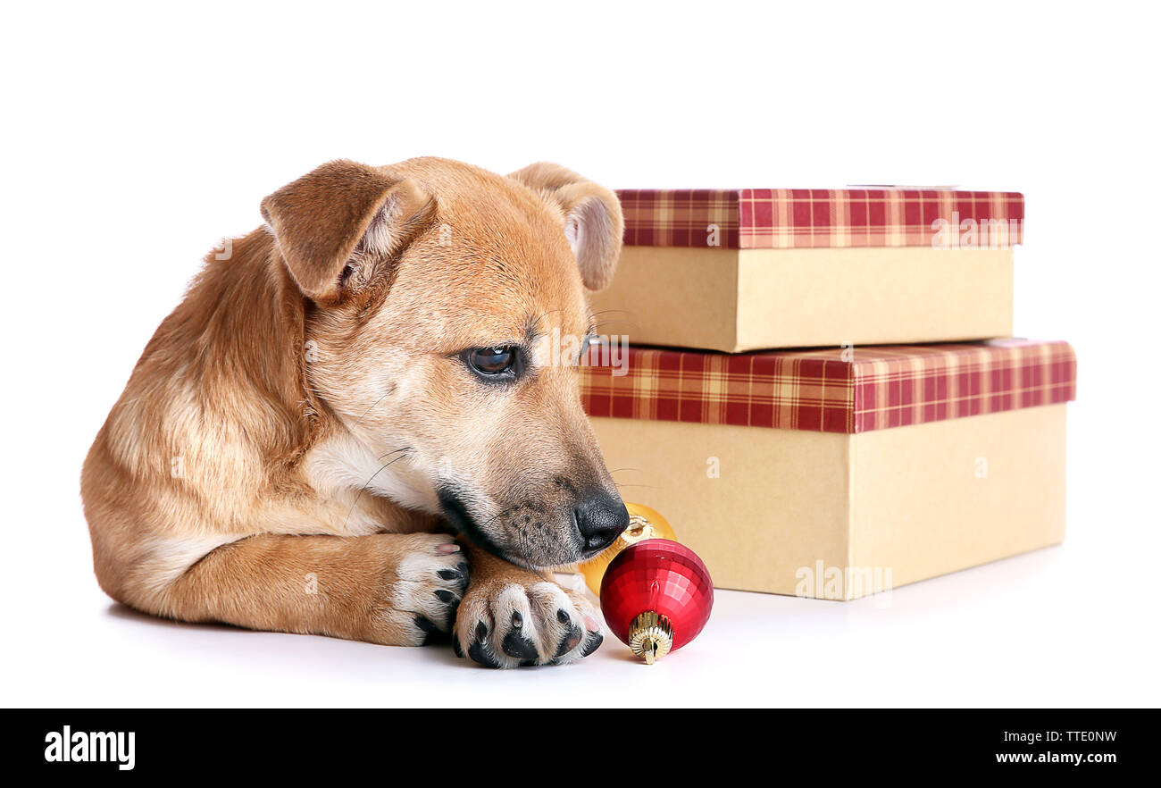 christmas toys for small dogs