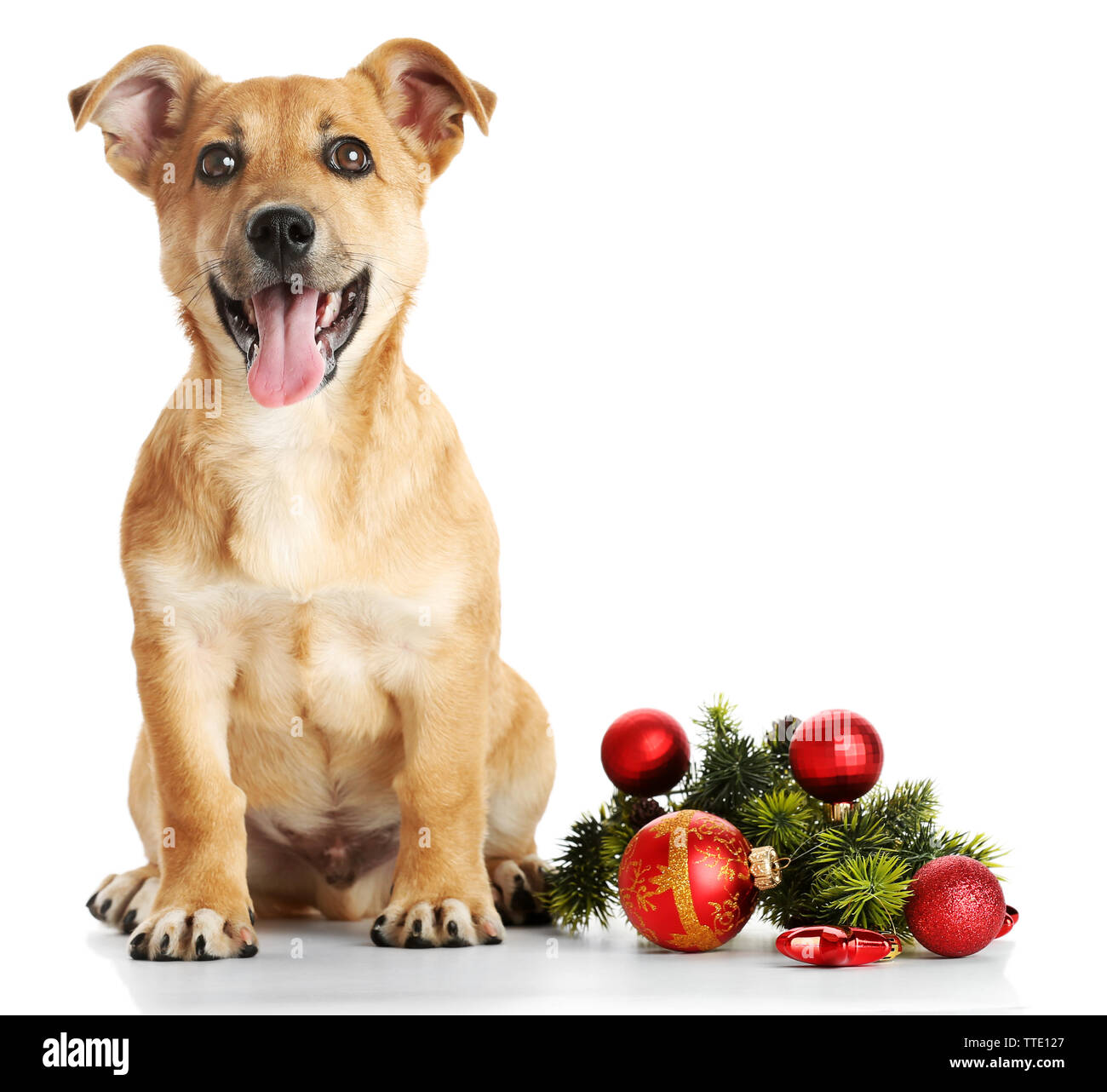 Small funny cute dog with Christmas toys, isolated on white Stock Photo