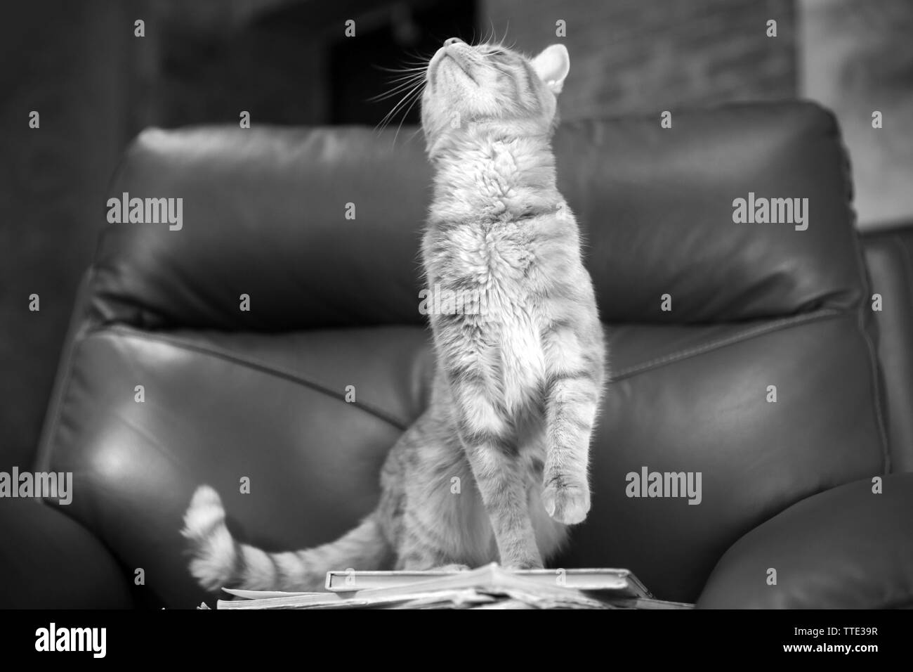 Black-and-white photo of red cat and pile of books on leather chair, close up, upside view Stock Photo