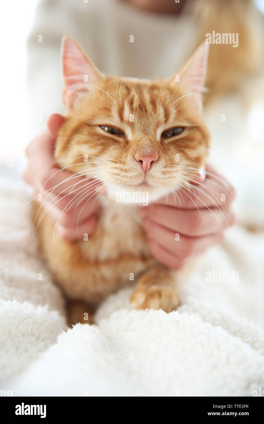 Red cat sitting on woman's knees Stock Photo Alamy