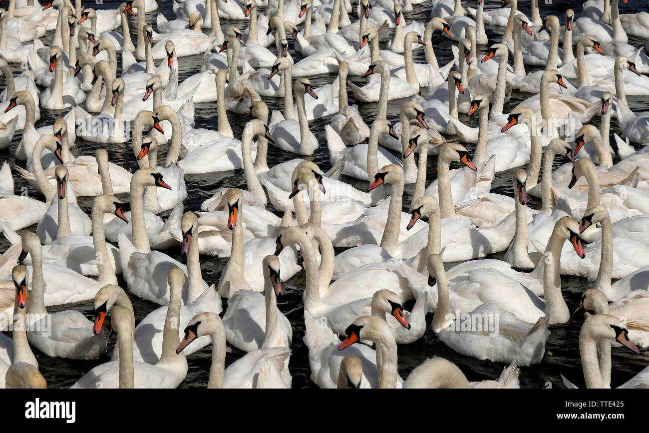 Abbotsbury Swannery, Abbotsbury, Dorset, UK, showing a bevy of wild Mute Swans (Cygnus Olor) numbering many hundreds at feeding time. Stock Photo