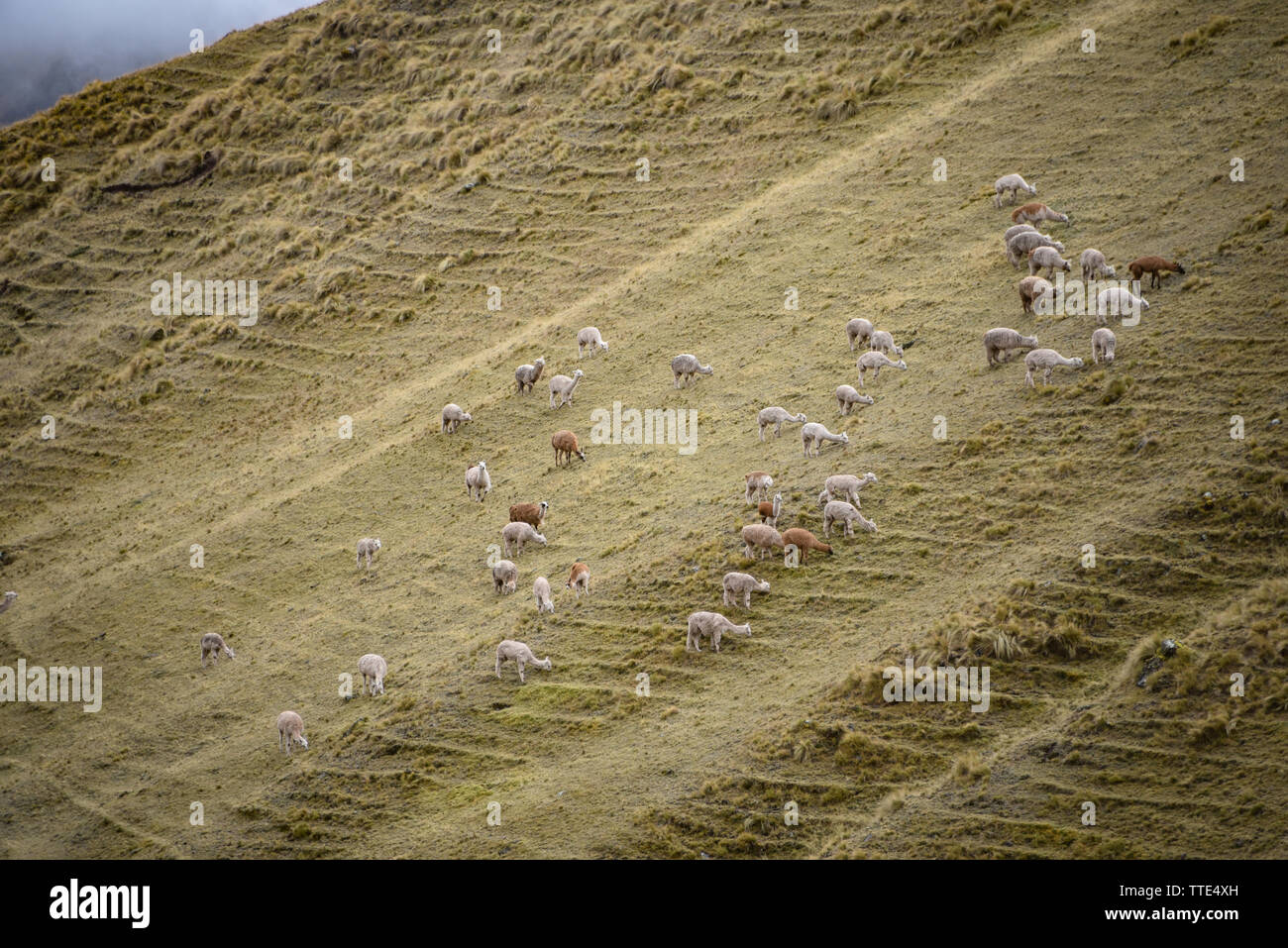 Flocks of Llamas grazing in the remote mountain slopes of Ancascocha, Cusco, Peru Stock Photo